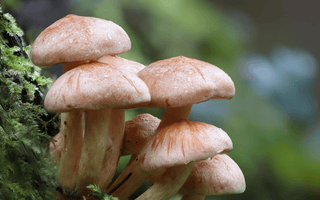 Experience Wellness with Mushroom Gummies - Nature's Best Kept Secret - Goodness Nutrition