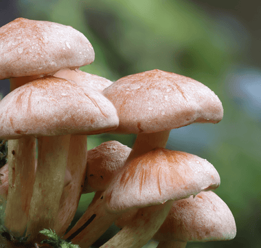 Experience Wellness with Mushroom Gummies - Nature's Best Kept Secret - Goodness Nutrition